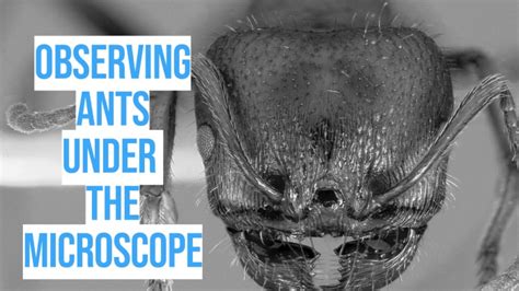 ant face in microscope|Observing Ants Under The Microscope » Microscope Club.